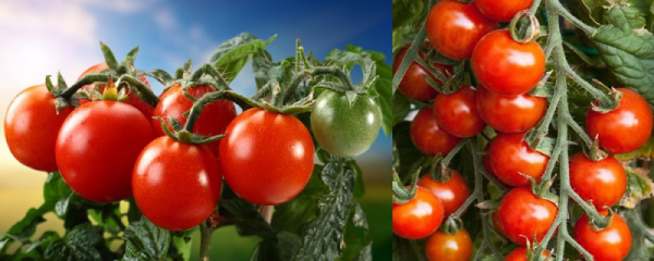 ТОП-10 самых сладких сортов томатов для теплиц и открытого грунта